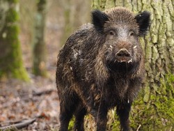 Peneliti: Belum Ada Penularan Flu Babi Afrika ke Manusia