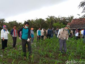 Tanaman Jagung Diserang Ulat Grayak, Petani Garut Rugi Miliaran Rupiah