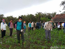 Tanaman Jagung Diserang Ulat Grayak, Petani Garut Rugi Miliaran Rupiah