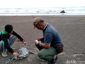 Lagi Bangkai Penyu Ditemukan di Pangandaran, di Perutnya Ada Sampah Plastik