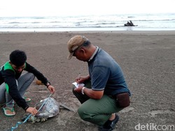 Lagi Bangkai Penyu Ditemukan di Pangandaran, di Perutnya Ada Sampah Plastik