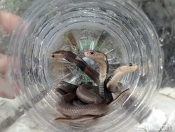 70 Ekor Ular dan Buaya Ditemukan di Bekasi Saat Banjir Awal Januari