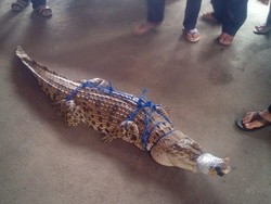 Warga Bekasi Temukan Buaya 1,85 Meter, Keadaannya Terikat