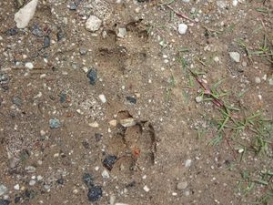 Viral Jejak Harimau di Bengkalis, Setelah Dicek Ternyata Tapak Tapir