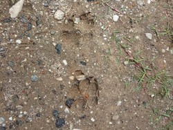 Viral Jejak Harimau di Bengkalis, Setelah Dicek Ternyata Tapak Tapir