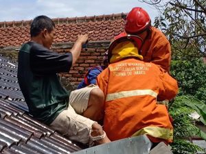 Perbaiki Genting, Warga Ciracas Kaget Lihat Sanca Ngumpet di Balik Seng