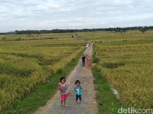 Foto Sawah yang Viral di Yogya Foto Sawah yang Viral di Yogya