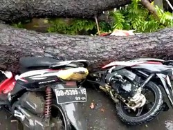 Pohon Tumbang Timpa 2 Motor di Jalan Amanagappa Makassar