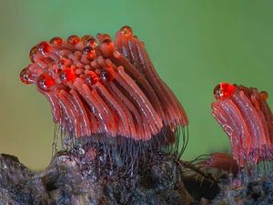 Bermacam Wujud Jamur yang Belum Pernah Kamu Lihat