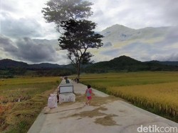 Sawah di Jogja Ini Begitu Terkenal