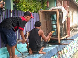 Sanca Pemangsa Ikan Warga Mojokerto Tertangkap, Beratnya 10 Kg