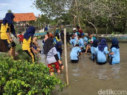 1.000 Mangrove Sonneratia Alba Ditanam di Pesisir Selatan Banyuwangi