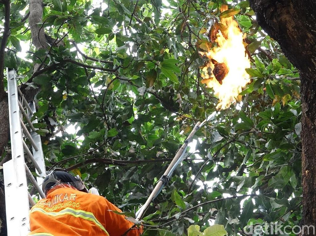 Sarang Tawon Vespa di Probolinggo Dibakar Setelah Bikin Warga Masuk RS