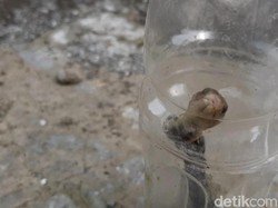 Dua Warga Tasik Digigit Ular, Satu Korban Meninggal Dunia