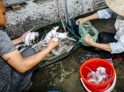 Karena Rasanya Enak, Tikus Jadi Hidangan Populer di 5 Negara Asia Ini