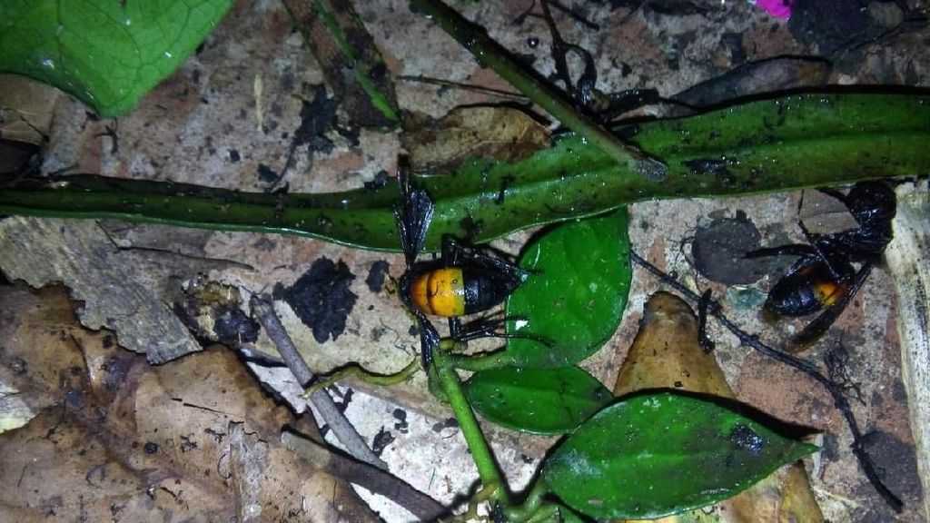 Evakuasi Sarang Tawon Vespa di Bogor Evakuasi Sarang Tawon Vespa di Bogor