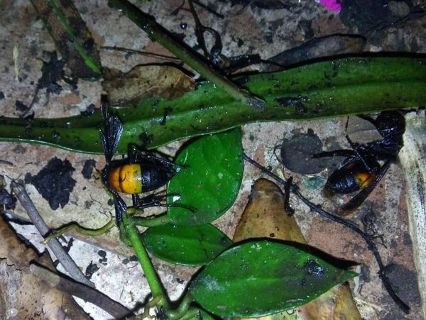 Evakuasi Sarang Tawon Vespa di Bogor