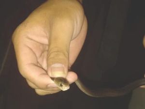 17 Kobra di Rumah Warga Tasik, Ngumpet dalam Sepatu-Kaleng