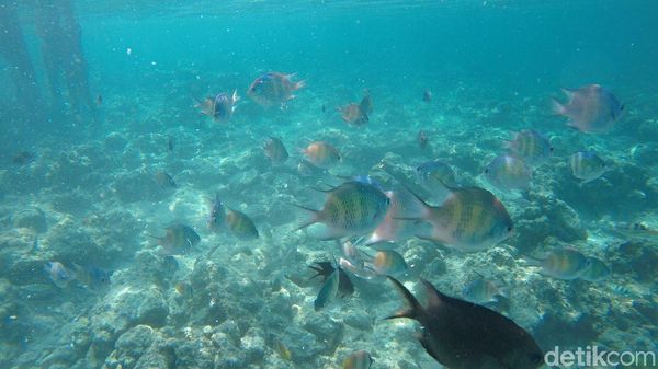 Foto: Surga Bawah Laut Pulau Karampuang di Mamuju