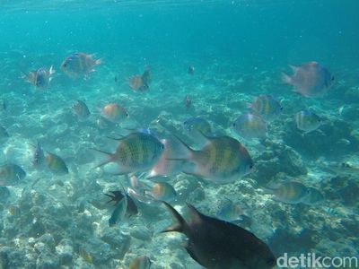 Foto: Surga Bawah Laut Pulau Karampuang di Mamuju