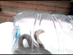 Ngeri! Belasan Ular Kobra Masuk ke Rumah-rumah Warga Rembang