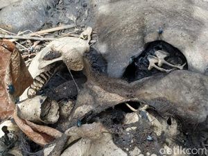 Bangkai Bayi Gajah Ditemukan Tinggal Tulang di Aceh