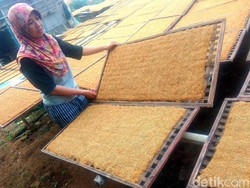 Pak Jokowi, Petani Tembakau Ngeluh Terhantam Corona