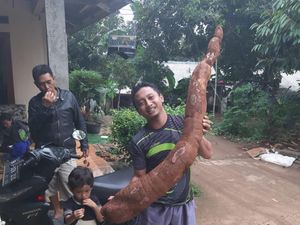 Temuan Singkong Raksasa Bikin Heboh Warga Sawangan Depok
