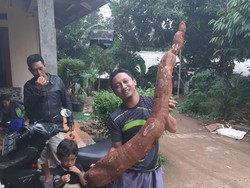 Temuan Singkong Raksasa Bikin Heboh Warga Sawangan Depok