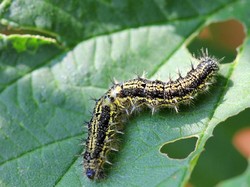 6 Tips Cegah Ulat Bulu Masuk Rumah, Ampuh!