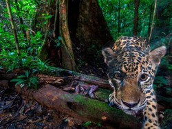 Cekrek! Satwa Liar Difoto dari Kamera Perangkap ala Google