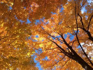 Potret Taman Pohon Maple Saat Musim Gugur