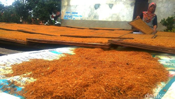 Hasil Tembakau Tak Maksimal Akibat Cuaca Buruk
