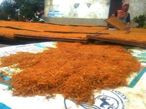 Hasil Tembakau Tak Maksimal Akibat Cuaca Buruk
