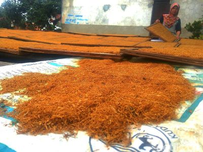 Hasil Tembakau Tak Maksimal Akibat Cuaca Buruk