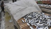 Produksi Ikan Asin Turun Imbas Musim Hujan