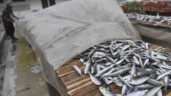 Produksi Ikan Asin Turun Imbas Musim Hujan