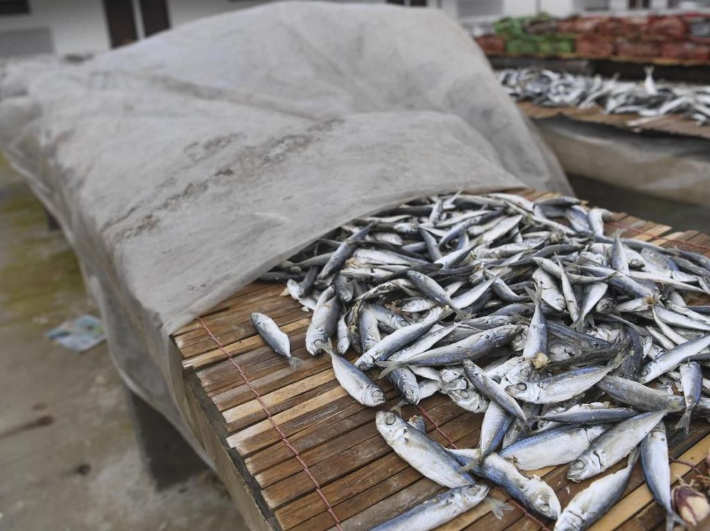 Produksi Ikan Asin Turun Imbas Musim Hujan Produksi Ikan Asin Turun Imbas Musim Hujan