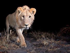 Orang India yang Tak Ada Takut-takutnya