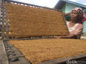 Cuaca Buruk, Hasil Tembakau Petani Sumedang Tak Maksimal