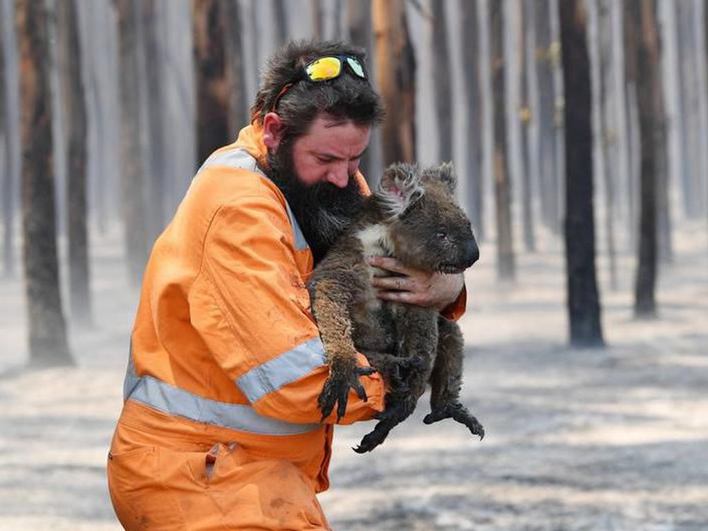 Koala dan Walabi Terancam Punah Akibat Kebakaran di Australia