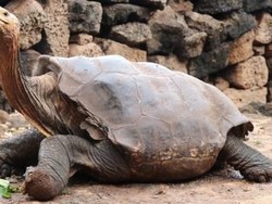Diego, Kura-kura Berusia 100 Tahun Itu Akhirnya Pulang ke Galapagos