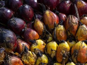 Bikin Minyak Goreng Mahal, Ini Toh Biang Kerok Harga Sawit Meroket