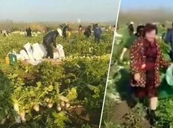 Petani Ini Rugi Rp 576 Juta karena Tetangganya Menjarah 500 Ton Lobak