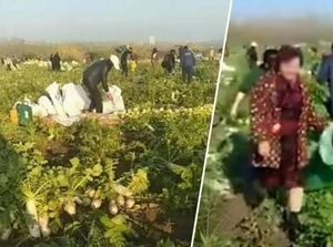 Petani Ini Rugi Rp 576 Juta karena Tetangganya Menjarah 500 Ton Lobak Petani Ini Rugi Rp 576 Juta karena Tetangganya Menjarah 500 Ton Lobak