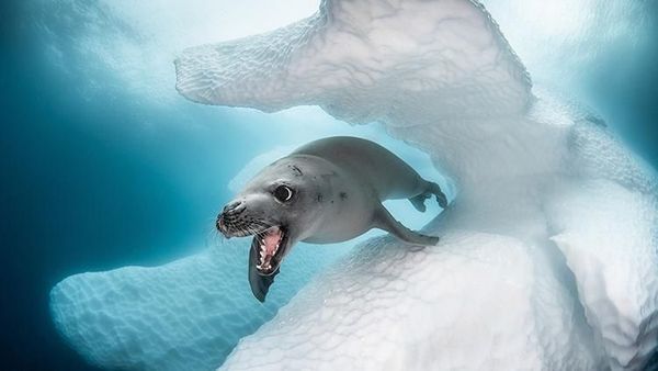Karya Keren Jawara Kontes Fotografi Bawah Air
