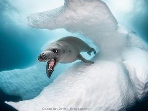 Karya Keren Jawara Kontes Fotografi Bawah Air