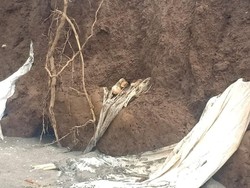 Abrasi di Takalar Sulsel Hantam Pekuburan, Kain Kafan Bermunculan