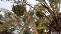 FOTO: Pohon Kurma Berbuah Lebat di Tasikmalaya yang Curi Perhatian