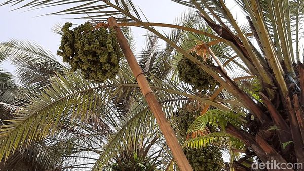 FOTO: Pohon Kurma Berbuah Lebat di Tasikmalaya yang Curi Perhatian